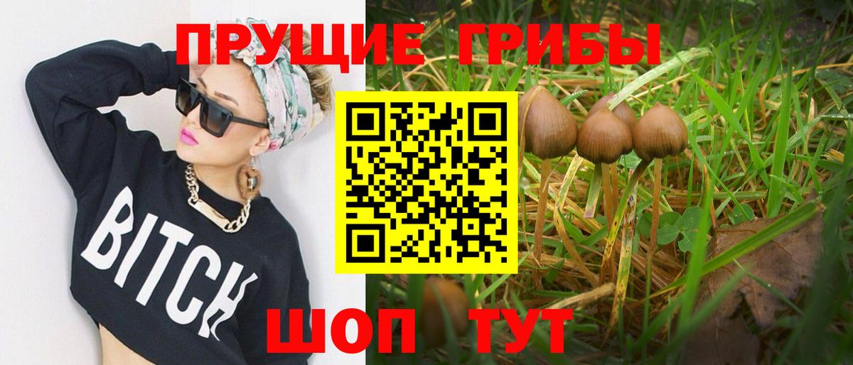 Псилоцибиновые грибы Psilocybine cubensis Волжский